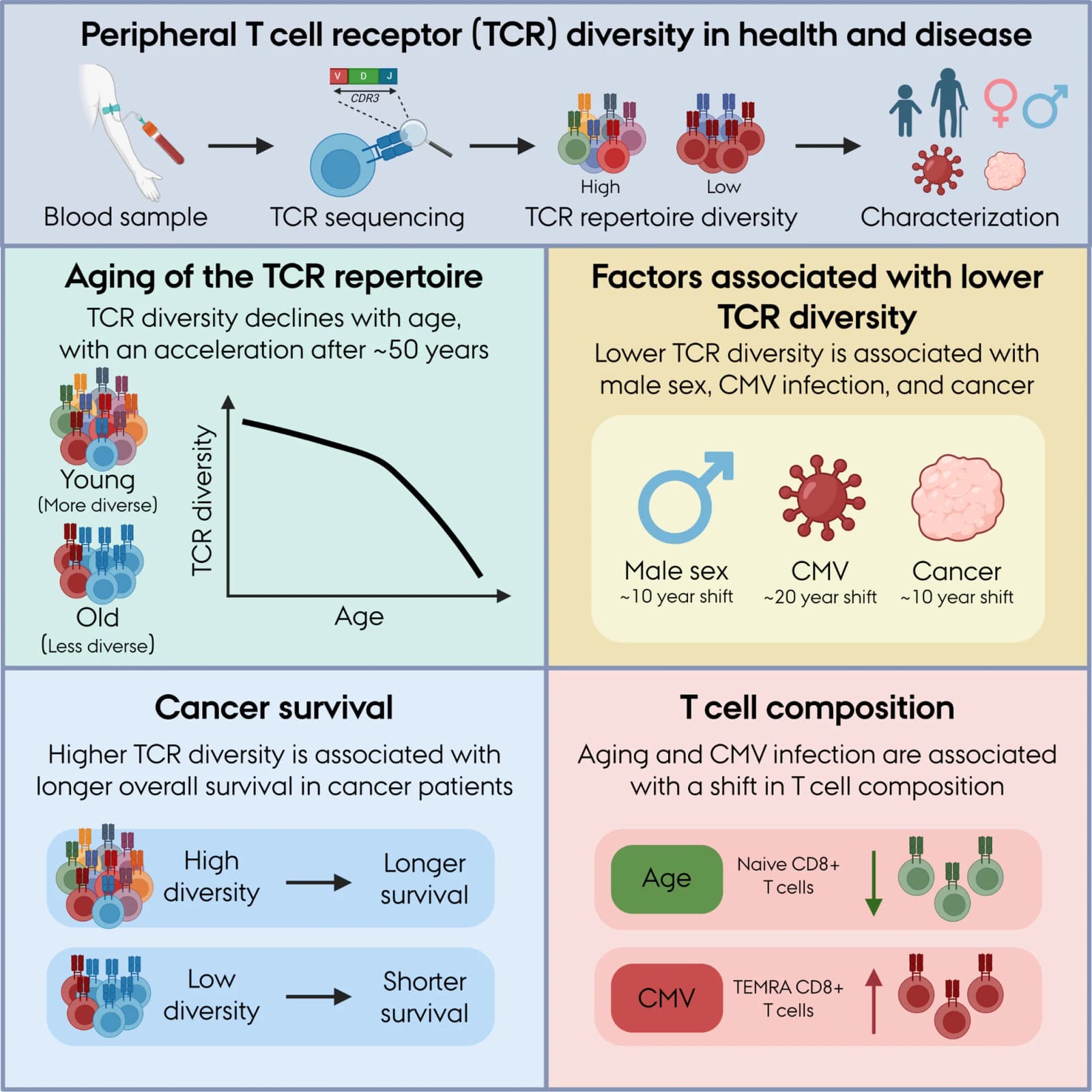Graphical abstract from Aging Cell