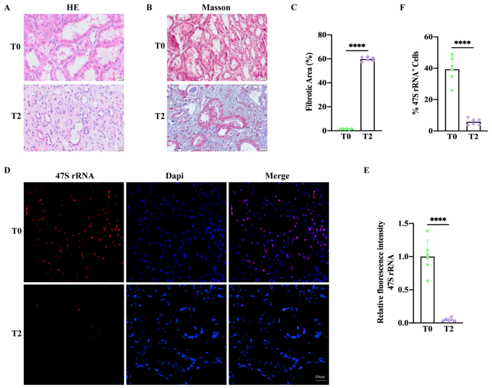 Figure 1 from Cells