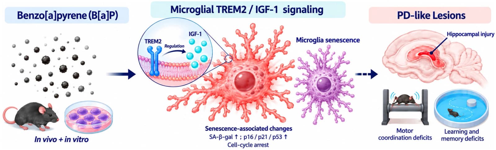 Graphical abstract from Chemico-biological Interactions