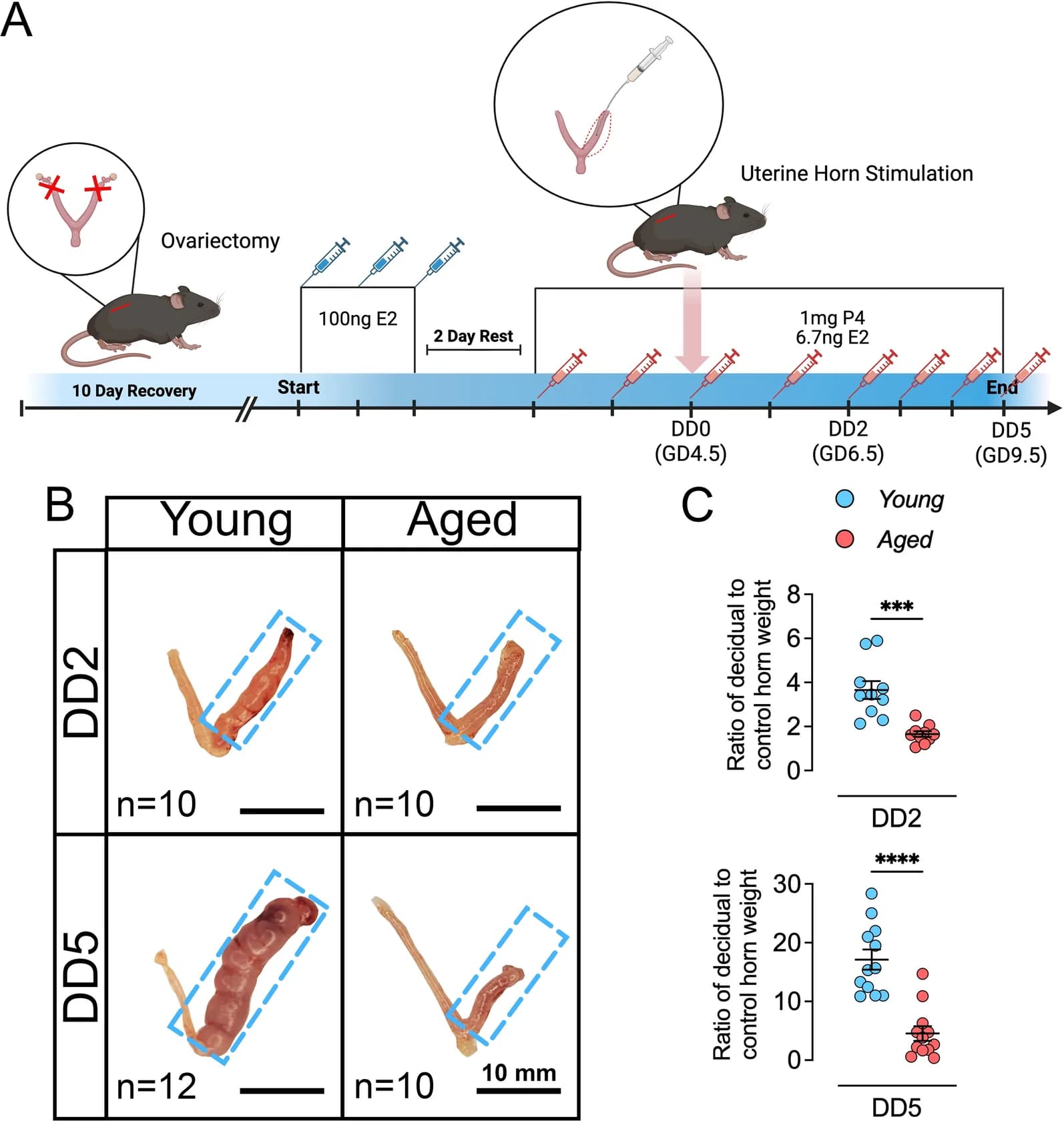 Artificial decidualization in young and aged mice.