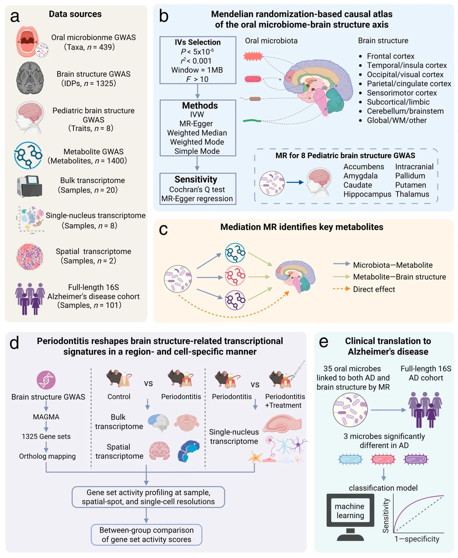 Study design for cross-scale analysis of the oral microbiome and brain structure.