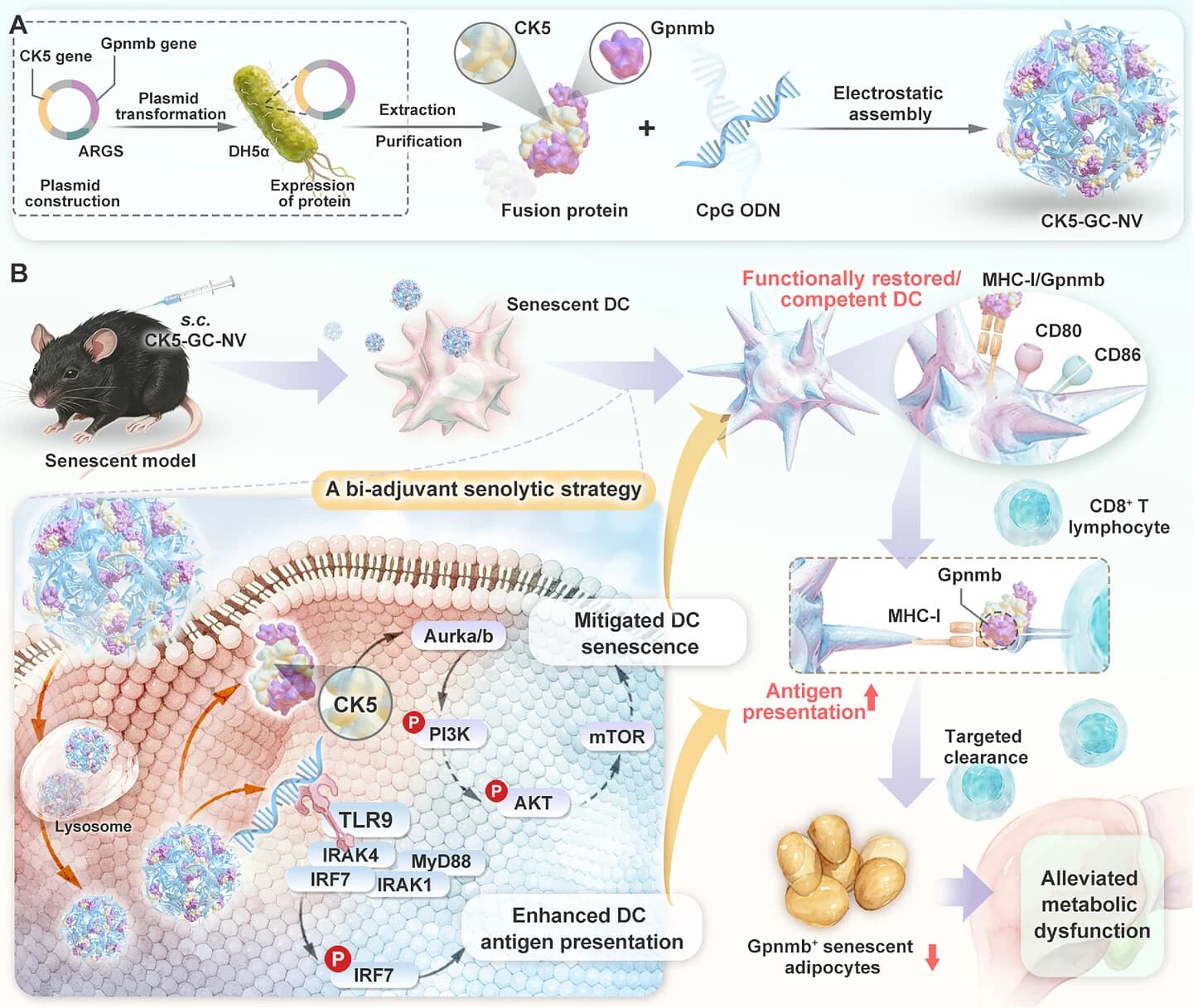 Graphical abstract from Advanced Science