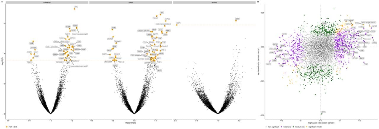 Figure 1. Circulating protein associations with incident colorectal, colon, and rectal cancer risk in EPIC.
