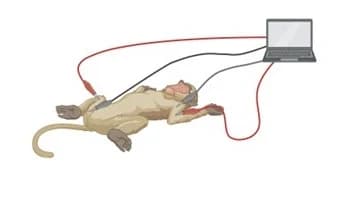 Figure 1. Electrode Placement for BIA in Macaques BIA measurement requires the placement of two pairs of electrodes (anode and cathode).
