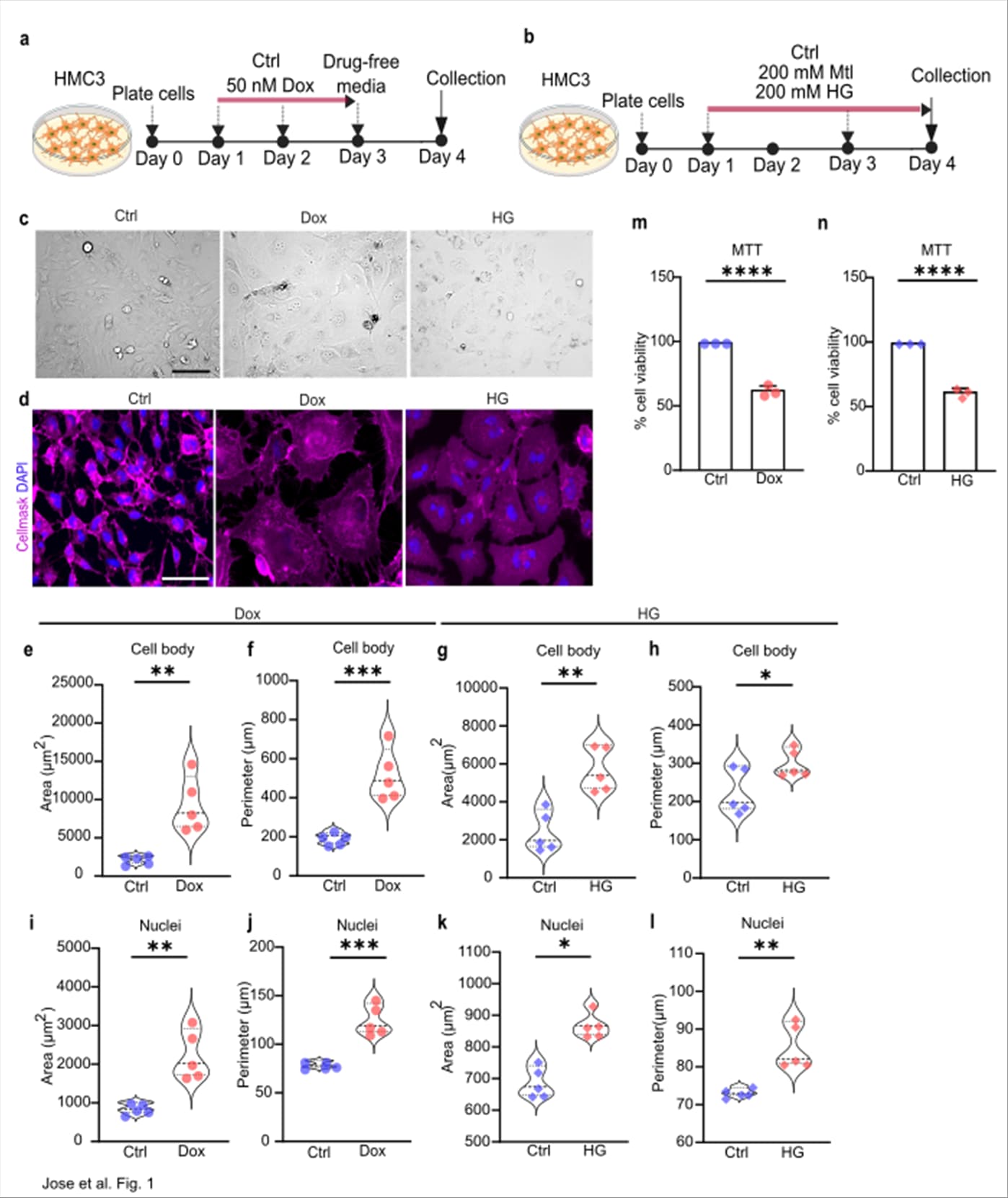 Chronic genotoxic and metabolic stress induce senescence‑associated morphological remodelling in human microglia cells (a) Schematic representation of the experimental workflow.