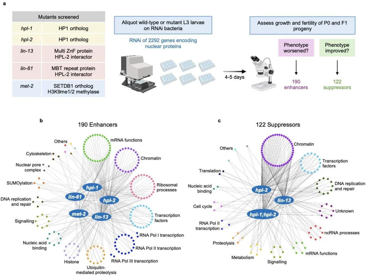 Figure 1. Genetic interaction screens identify enhancers and suppressors of heterochromatin mutant phenotypes.