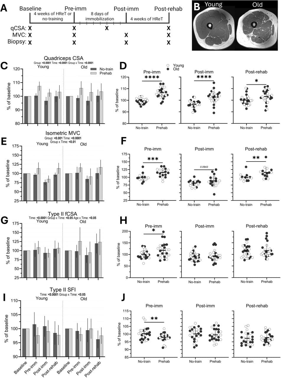 Figure 1. Prehabilitation builds muscle reserve before immobilization and improves muscle size and strength after disuse.