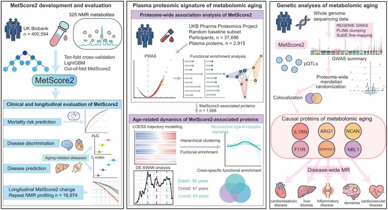 Figure 1. Development, proteomic characterization and genetic analyses of metabolomic aging.