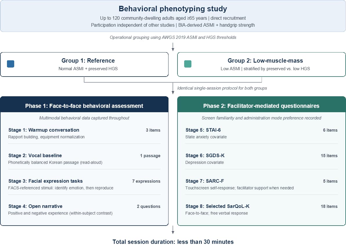 Study flow diagram: participant recruitment, muscle-health group stratification, and the two-phase assessment session.