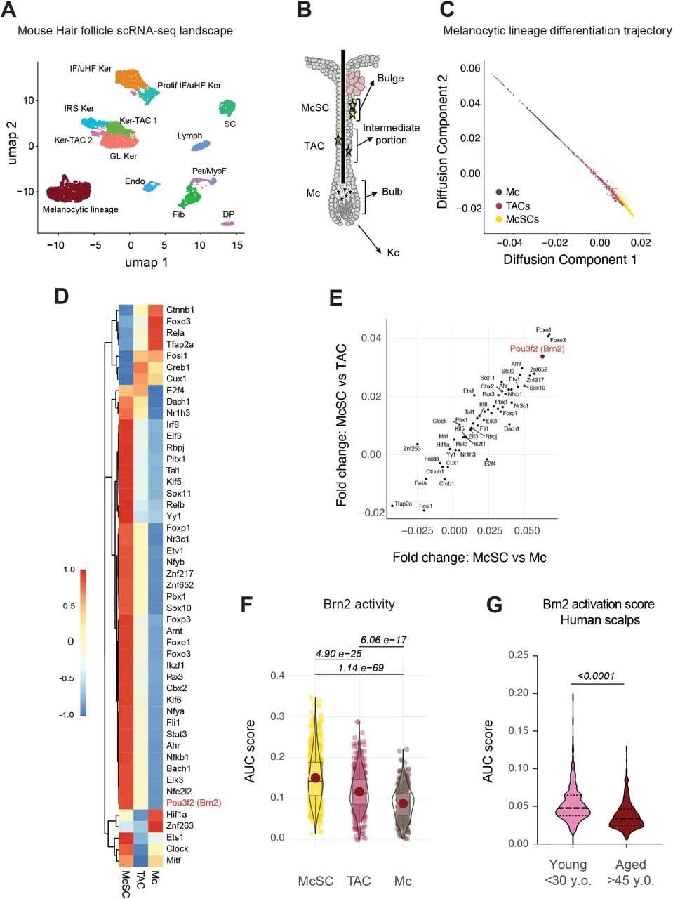 Fig. 1. Transcription factor activity in the melanocytic lineage of mouse hair follicles.
