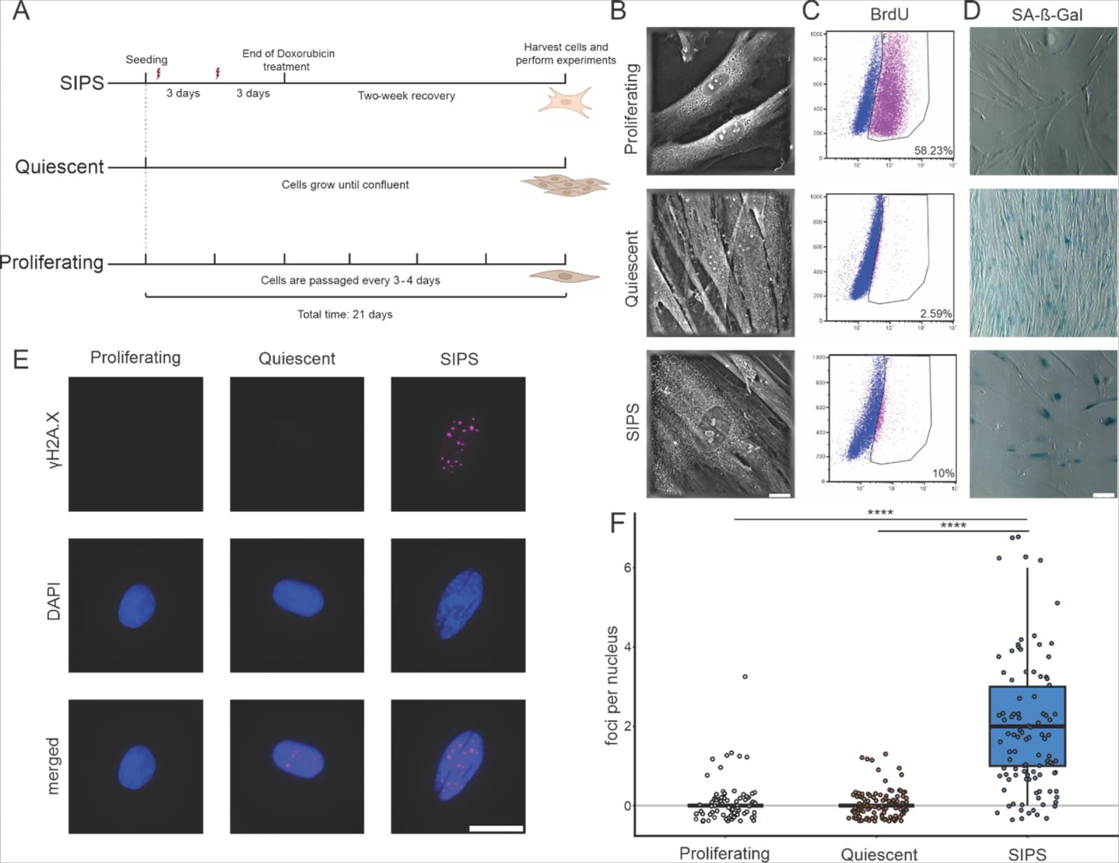 Figure 1. Establishing and validating senescence induction using doxorubicin.