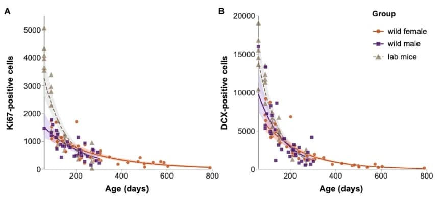 Figure 1. Adult hippocampal neurogenesis (AHN) measured as number of A: Ki67-positive cells and B: DCX-positive cells in the dentate gyrus as a function of age (days) and group.