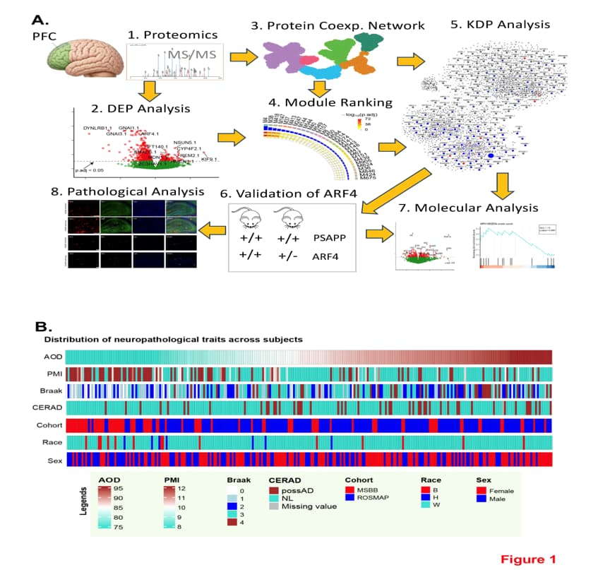 Figure 1. Outline of the study strategy and description of the neuropathological and clinical traits of human subjects.