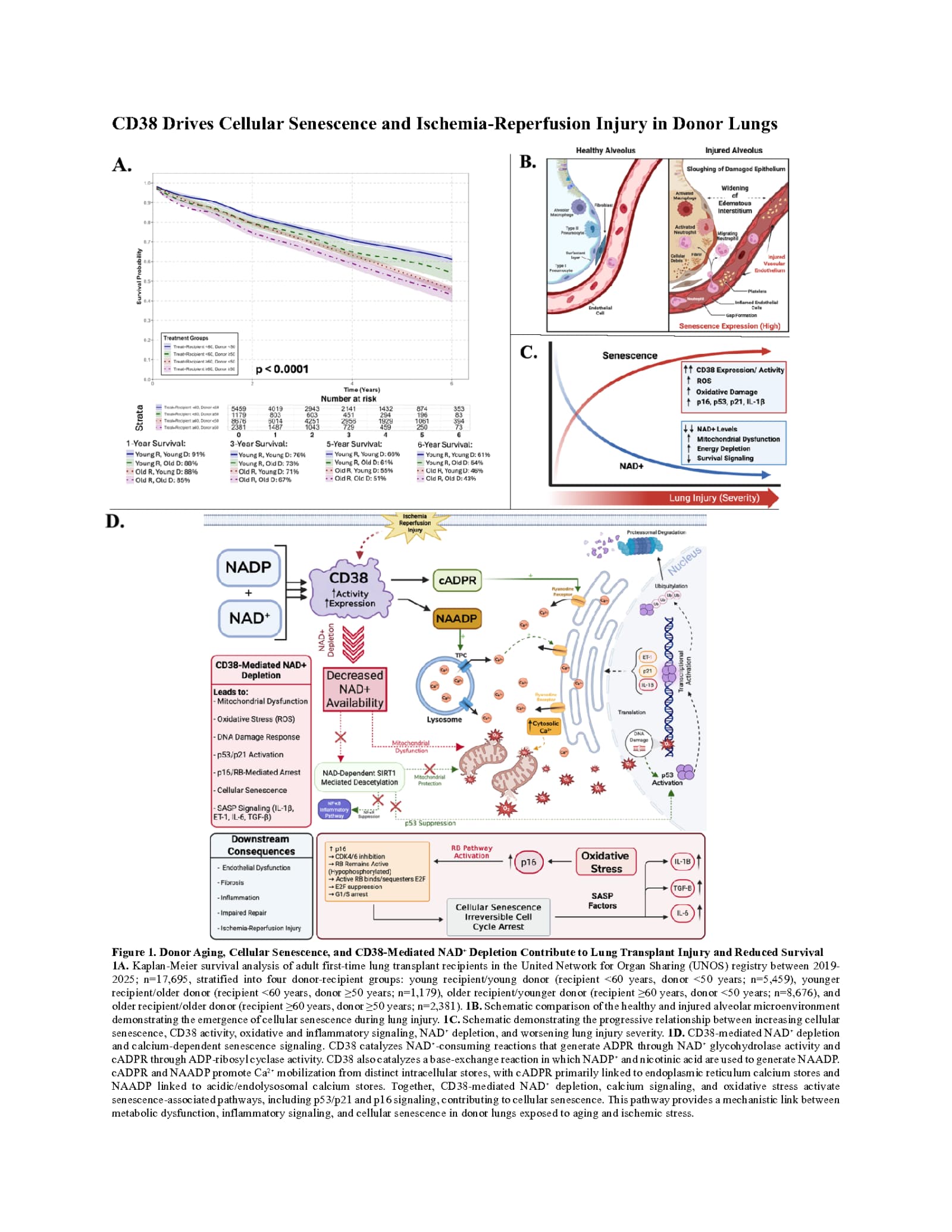 Figure 1. See image above for figure legend.
