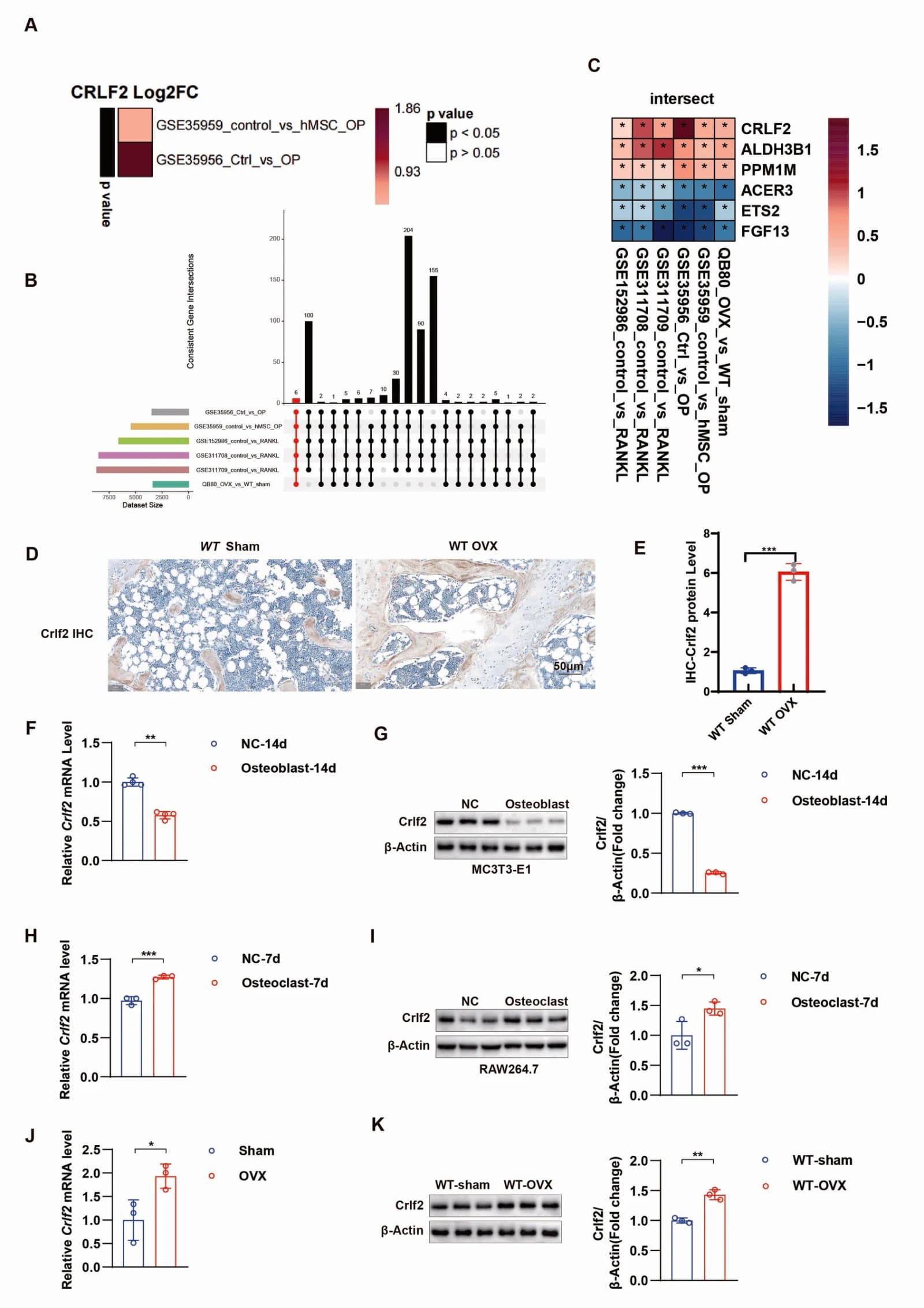 Crlf2 is highly expressed in osteoporosis samples and osteoclasts, and is lowly expressed in osteoblasts.