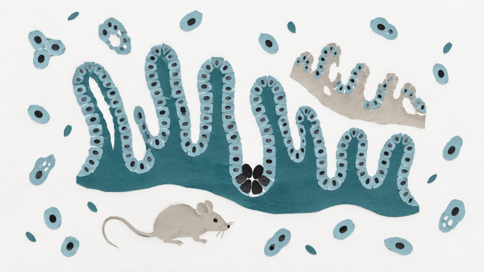 Intestinal lining with intact dark blue-green villi contrasts with a damaged grey fragment, surrounded by scattered cells and a laboratory mouse.