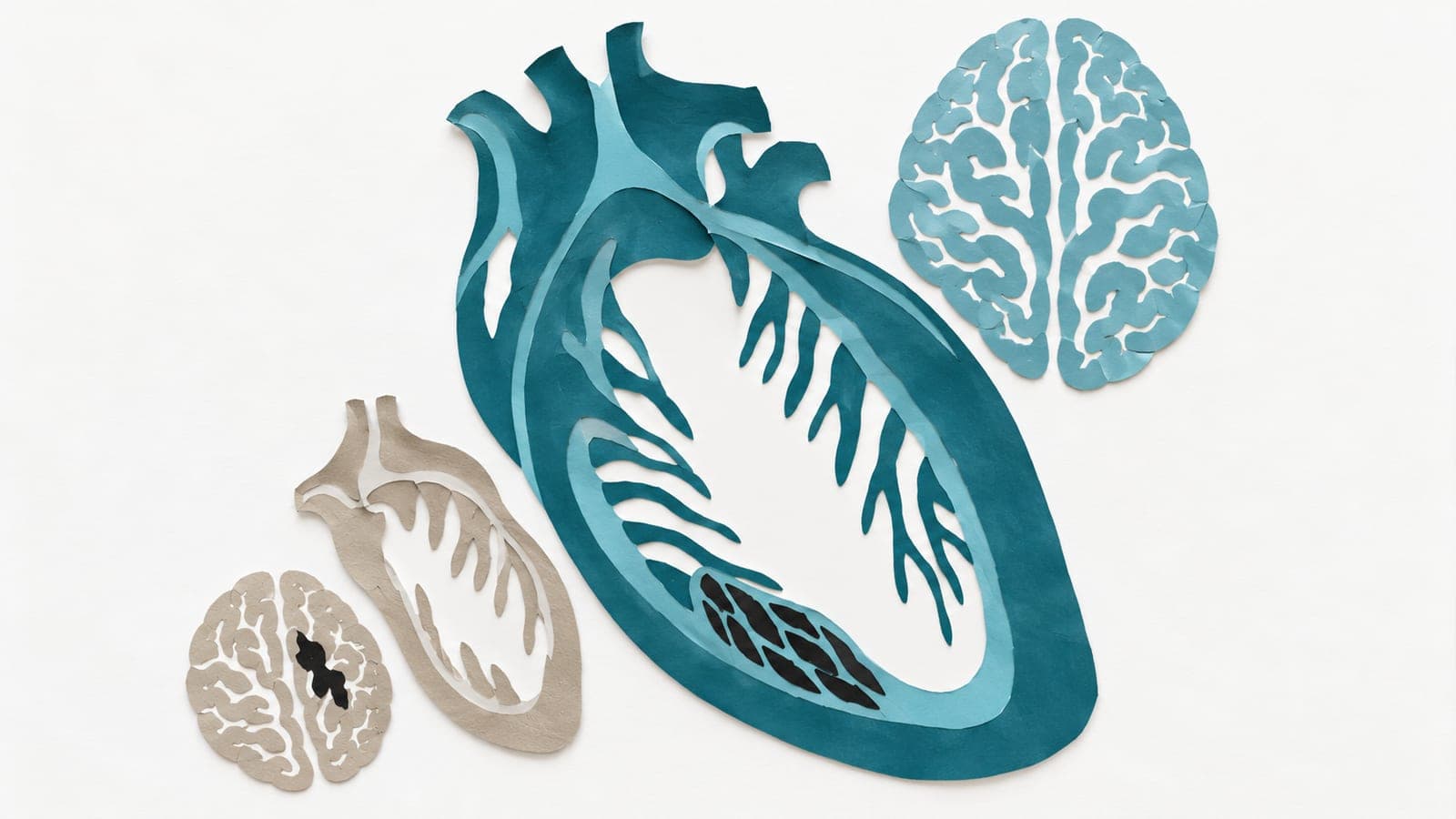 A large heart chamber with disrupted muscle sits beside an intact brain; a smaller gray chamber sits beside a brain with a dark damaged patch.