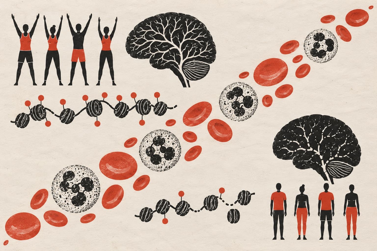 Exercising and resting figures face each other across a stream of blood cells, framed by brains and chromatin strands with differing levels of methylation.