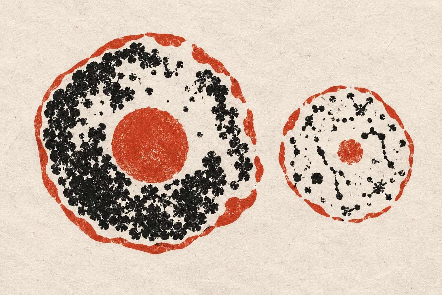 A large nucleus with a red nucleolus encircled by dense black heterochromatin, beside a smaller nucleus containing a tiny nucleolus and sparse specks.